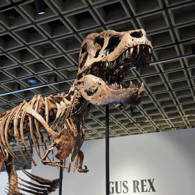 T. rex 67 triệu năm tuổi trưng bày tại New York trước phiên đấu giá của Sotheby's ảnh 1