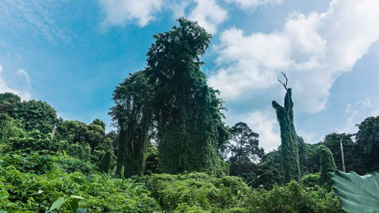 Có một Singapore rất khác đang chờ được khám phá ảnh 4