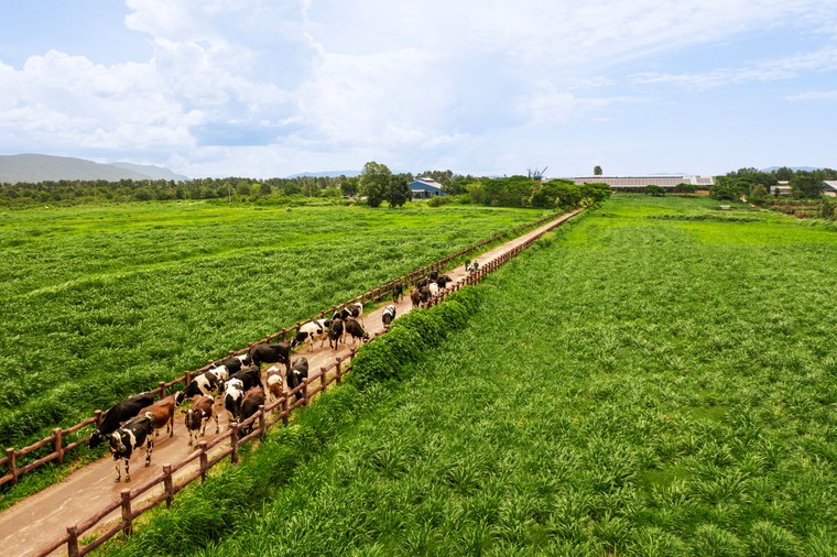 50 năm VINAMILK: "Đạt chuẩn" chưa phải là điểm dừng ảnh 1
