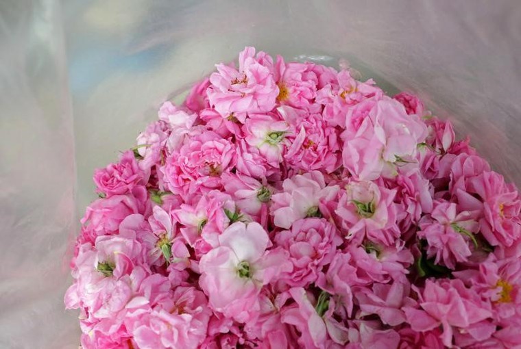 Thung lũng hoa hồng thơ mộng giữa núi đồi Bulgaria ảnh 7