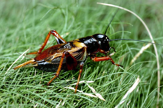 Loài dế phát ra tiếng kêu đặc trưng của mình bằng cơ quan nào