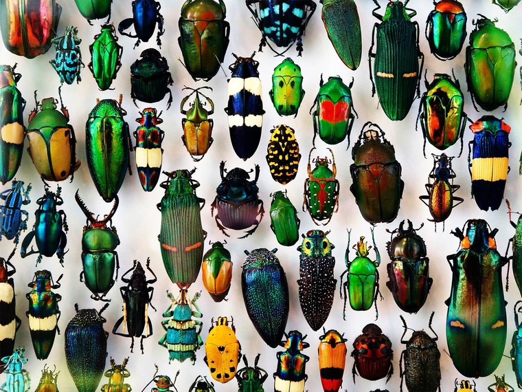 Đâu là loài côn trùng có số lượng đông nhất trên trái đất?