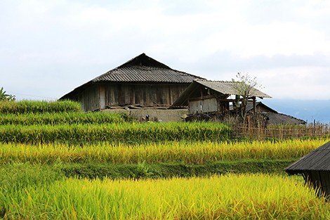Bản Phùng mùa lúa chín ảnh 2
