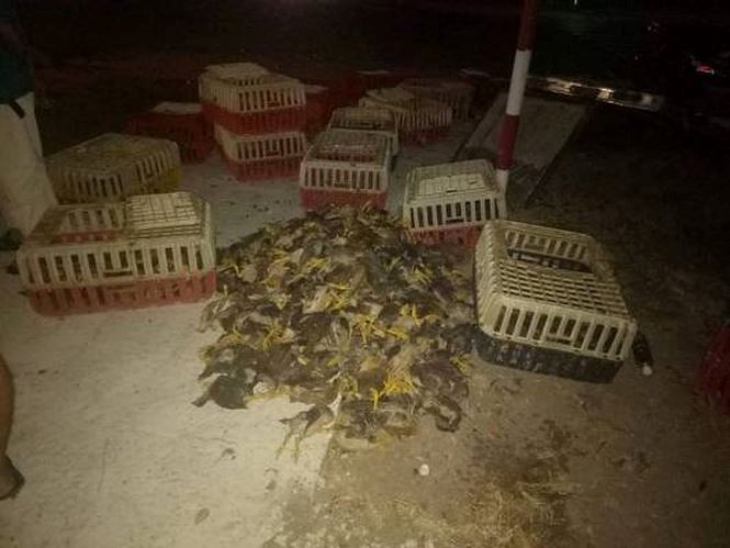 Va chạm với xe tải chở gà, xe cấp cứu nát đầu ảnh 4