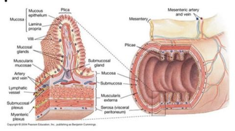 'Xử lý' viêm đại tràng hiệu quả nhờ 4 nguyên tắc ảnh 3