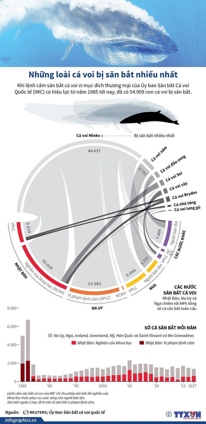 Những loài cá voi bị săn bắt nhiều nhất thế giới ảnh 1
