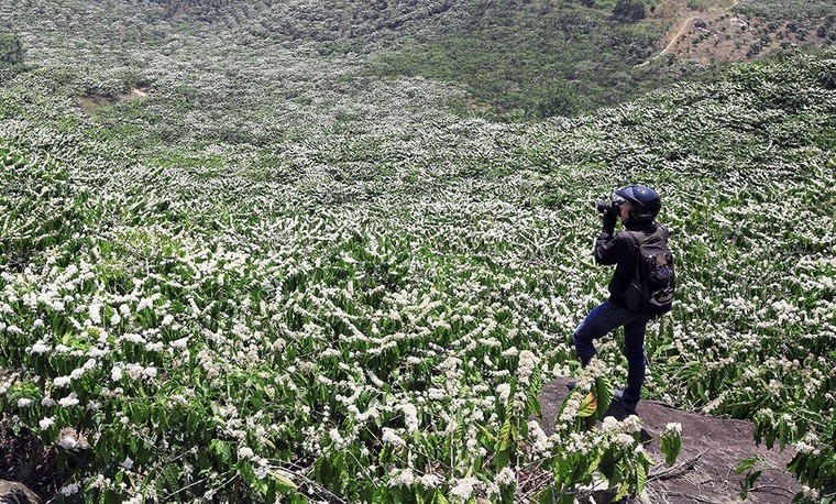 Tây Nguyên mùa xuân trắng ảnh 1
