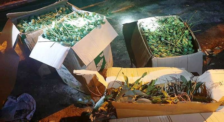 Xe khách chở 64 kg quả thuốc phiện để ngâm rượu...Tết ảnh 1