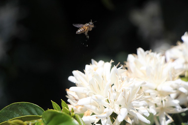 Tây Nguyên mùa xuân trắng ảnh 2