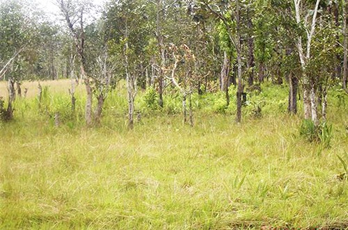 Vườn Quốc gia Chư Mom Ray: Tiềm năng và định hướng phát triển du lịch sinh thái ảnh 2