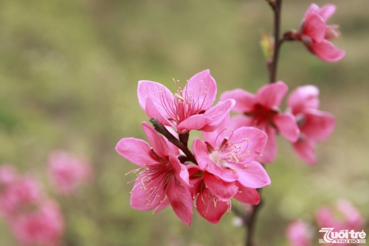 Độc đáo hoa Đào Mẫu Sơn ảnh 4
