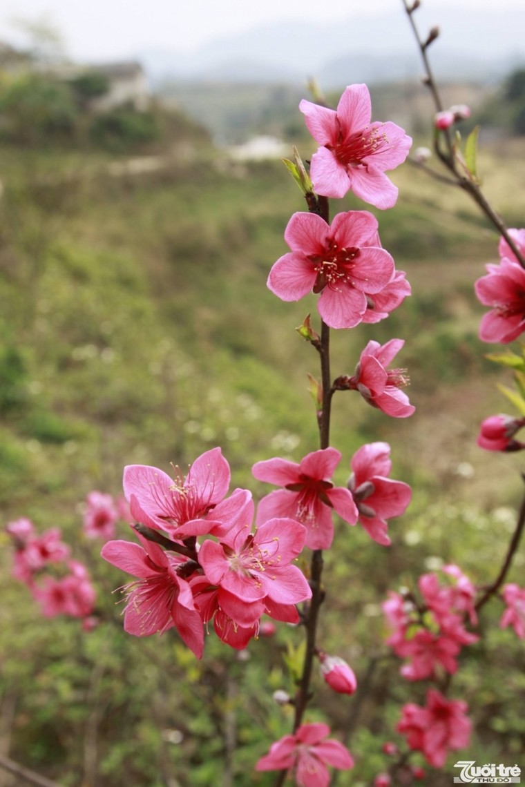 Độc đáo hoa Đào Mẫu Sơn ảnh 3