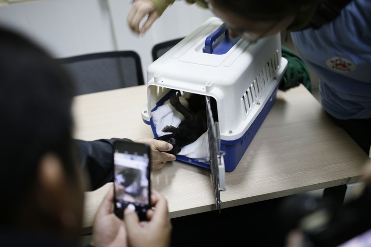 Hình ảnh gấu ngựa con ngày đầu tiên tại Cơ sở bảo tồn gấu Ninh Bình ảnh 3