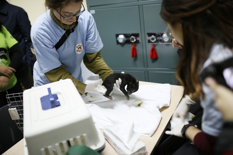 Hình ảnh gấu ngựa con ngày đầu tiên tại Cơ sở bảo tồn gấu Ninh Bình ảnh 5