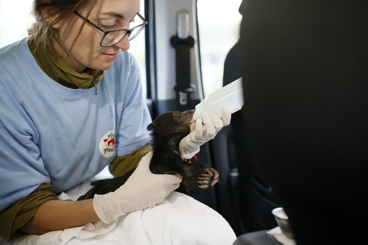 Hình ảnh gấu ngựa con ngày đầu tiên tại Cơ sở bảo tồn gấu Ninh Bình ảnh 6