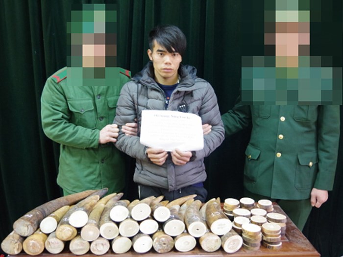 Bắt đối tượng vận chuyển 51 kg ngà voi sang Trung Quốc ảnh 1