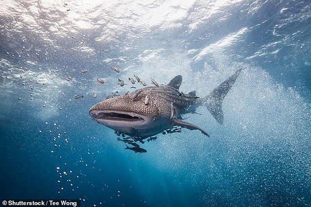 Khả năng 'nhịn đói' kì lạ của cá mập voi ảnh 1