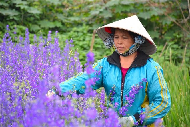 Rực rỡ làng hoa lớn nhất Nam Định vụ Tết ảnh 2