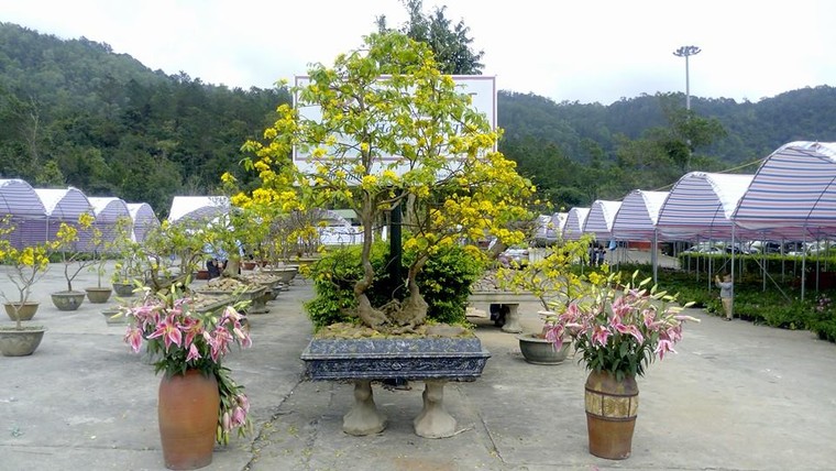 Khai mạc Lễ hội Hoa Anh đào - Mai vàng Yên Tử 2019 ảnh 1