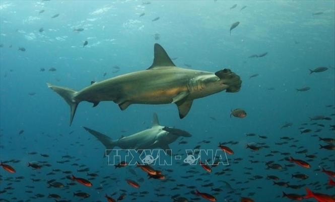 Ecuador phát hiện 'vườn trẻ giữa đại dương' của cá nhám búa ảnh 1