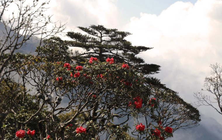 Tháng 4, về Sun World Fansipan Legend trẩy hội hoa đỗ quyên ảnh 2