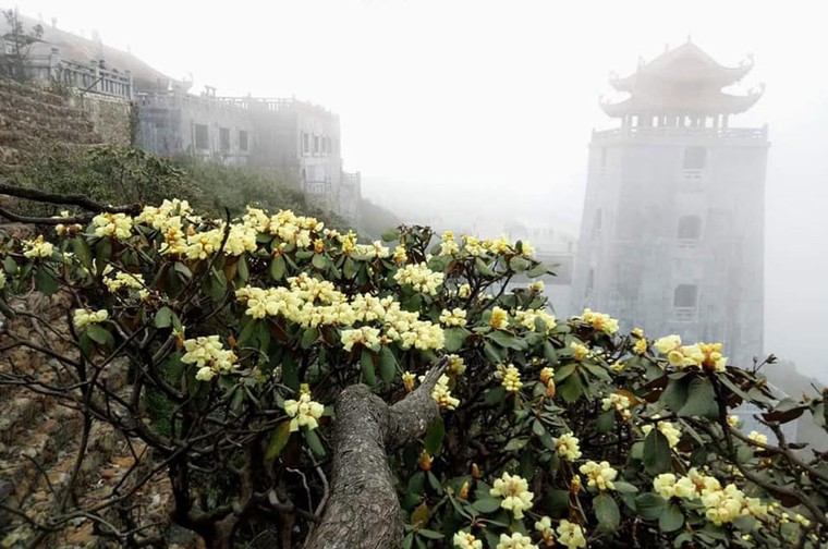 Tháng 4, về Sun World Fansipan Legend trẩy hội hoa đỗ quyên ảnh 4