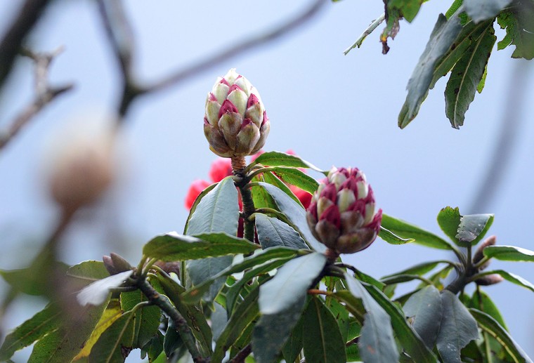 Tháng 4, về Sun World Fansipan Legend trẩy hội hoa đỗ quyên ảnh 11