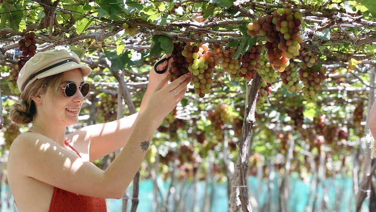 Nghỉ lễ 30/4: Đi Ninh Thuận để tưng bừng với Lễ hội Nho và Vang ảnh 2