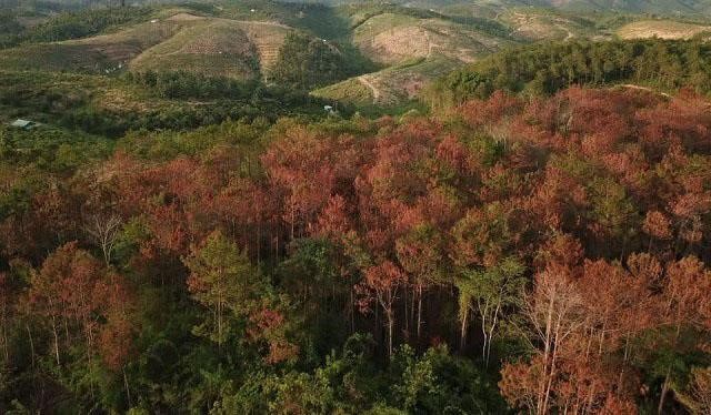 Bắt kẻ cầm đầu vụ hạ độc hơn 10 ha rừng thông 20 năm tuổi ảnh 2