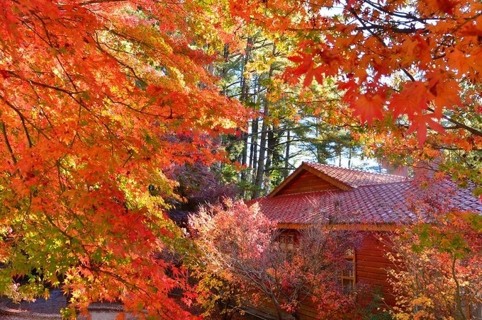 Đài Loan mùa thu, đi đâu thưởng ngoạn mùa lá đỏ? ảnh 2