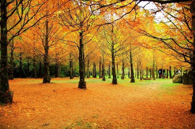 Đài Loan mùa thu, đi đâu thưởng ngoạn mùa lá đỏ? ảnh 3