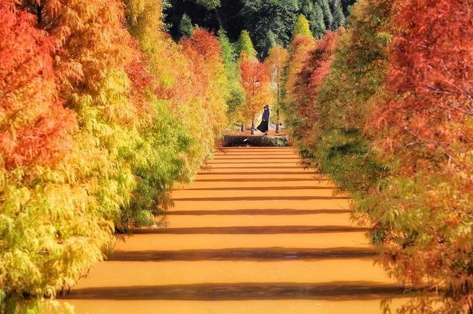 Đài Loan mùa thu, đi đâu thưởng ngoạn mùa lá đỏ? ảnh 4