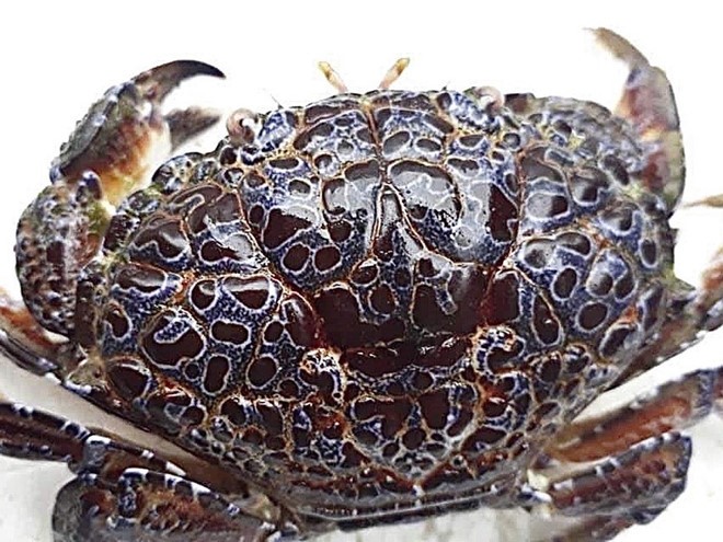 Người đàn ông nguy kịch vì ăn cua mặt quỷ ảnh 1