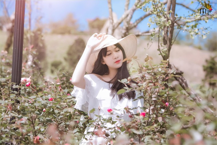 Thánh địa hoa hồng Sa Pa đón nhận kỷ lục thung lũng hoa hồng lớn nhất Việt Nam ảnh 5