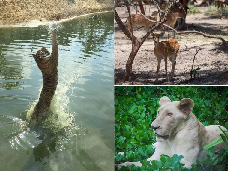 FLC Zoo Safari Park Quy Nhơn - Điểm đến không thể bỏ lỡ trong hành trình khám phá 'xứ Nẫu' ảnh 1