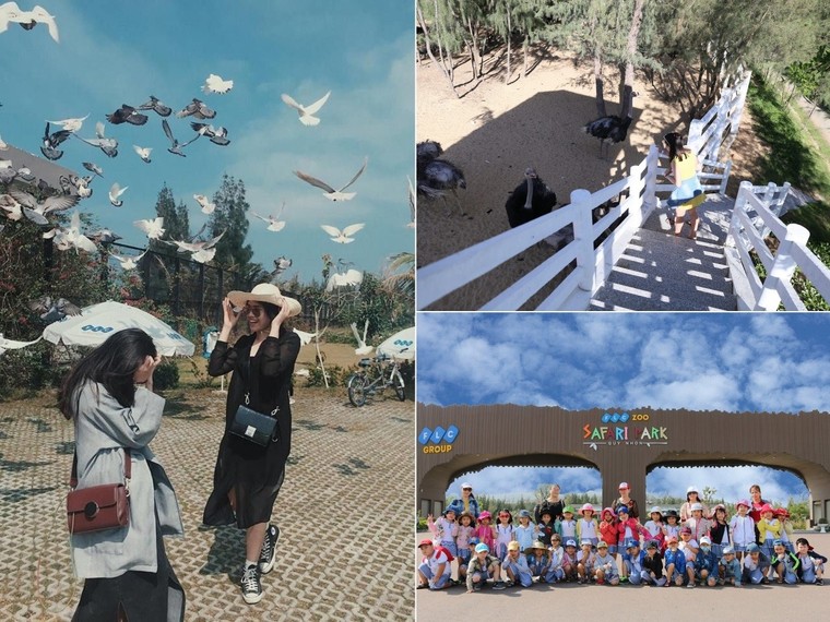 FLC Zoo Safari Park Quy Nhơn - Điểm đến không thể bỏ lỡ trong hành trình khám phá 'xứ Nẫu' ảnh 2