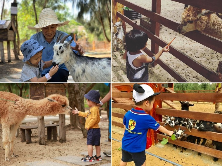 FLC Zoo Safari Park Quy Nhơn - Điểm đến không thể bỏ lỡ trong hành trình khám phá 'xứ Nẫu' ảnh 3