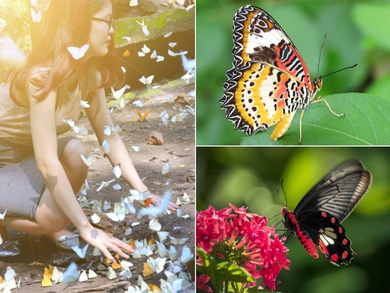 FLC Zoo Safari Park Quy Nhơn - Điểm đến không thể bỏ lỡ trong hành trình khám phá 'xứ Nẫu' ảnh 5