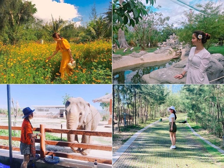 FLC Zoo Safari Park Quy Nhơn - Điểm đến không thể bỏ lỡ trong hành trình khám phá 'xứ Nẫu' ảnh 6