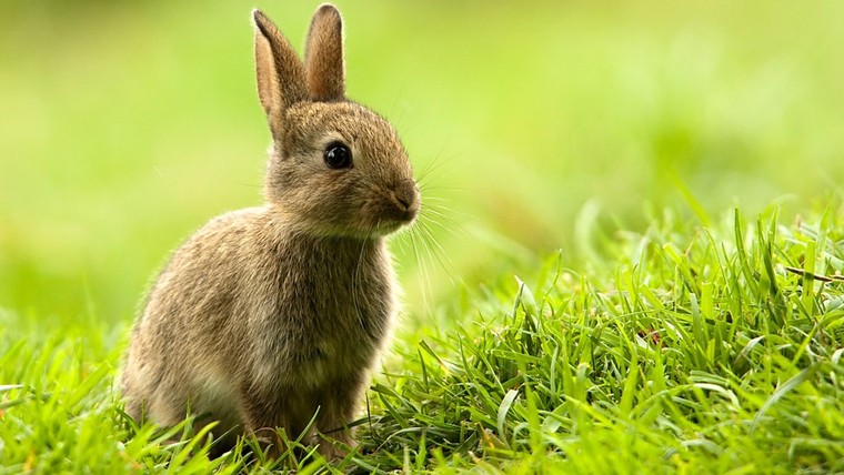 Mức độ đa dạng sinh học của Indonesia đứng thứ mấy thế giới?