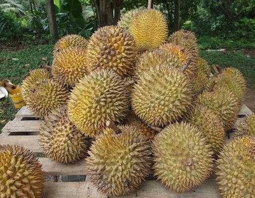 Ăn sầu riêng có thể điều trị táo bón đúng hay sai?