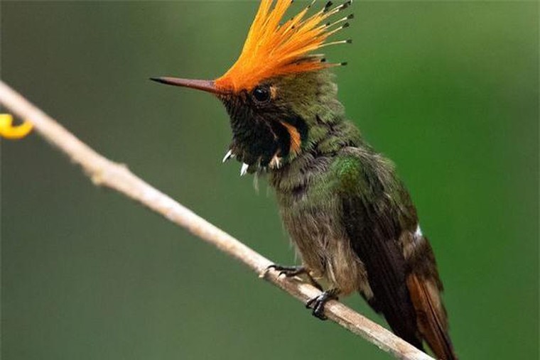 New Guinea nổi tiếng nhất về chim với tổng số hơn...?