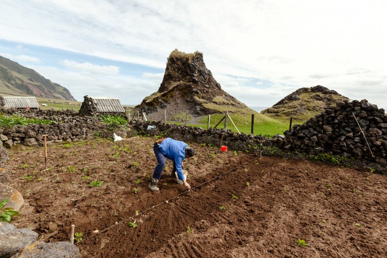 Loại cây nào được trồng phổ biến trên đảo?