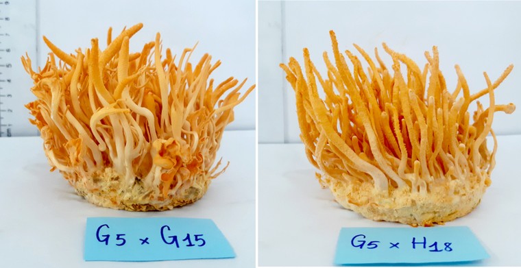 Học sinh Việt giành cú đúp Vàng tại hai cuộc thi khoa học quốc tế ảnh 2