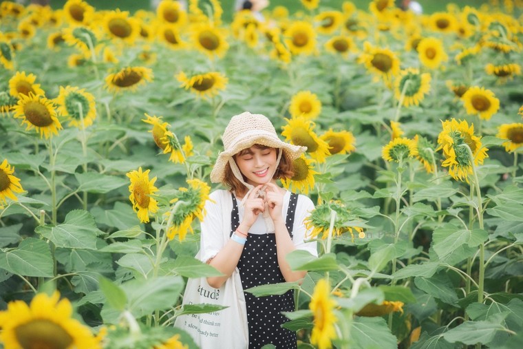 Đồi hoa mặt trời Ecopark khoe sắc đón thu sang ảnh 12