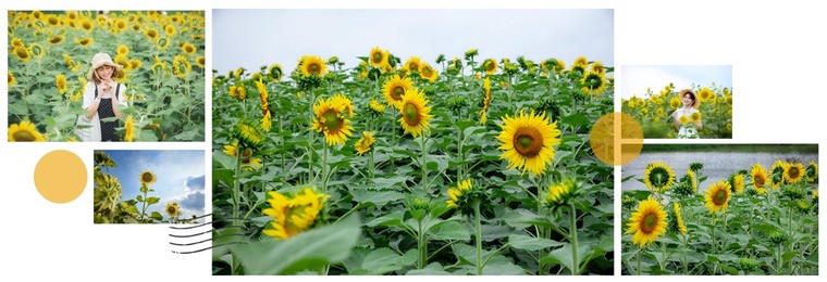 Đồi hoa mặt trời Ecopark khoe sắc đón thu sang ảnh 2