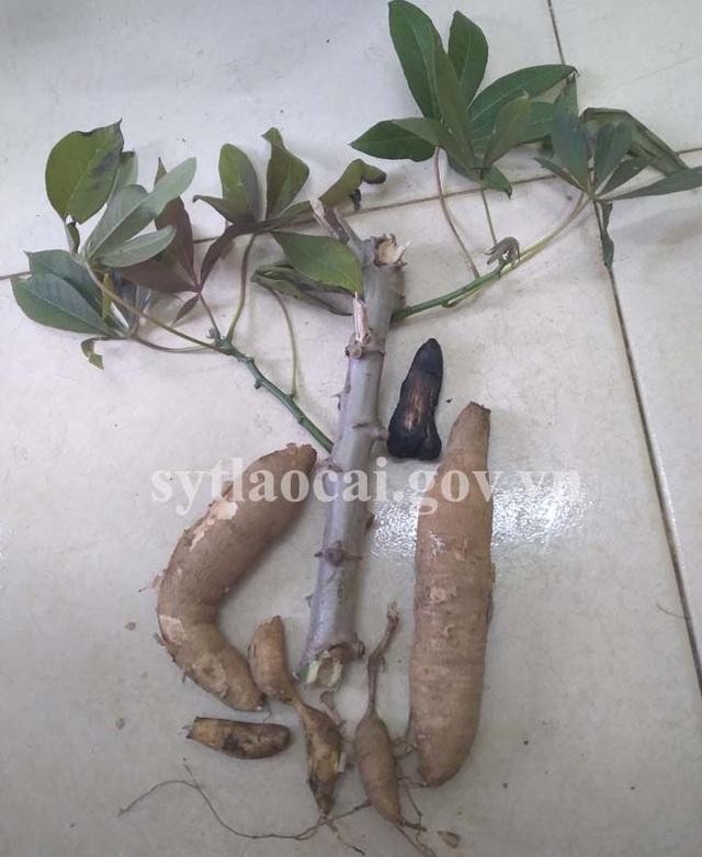 Bé 3 tuổi tử vong sau khi ăn củ sắn cao sản ảnh 1