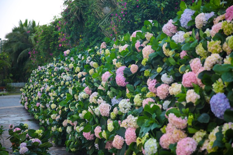 Du khách háo hức check in trước thềm Lễ hội hoa Sầm Sơn ảnh 3