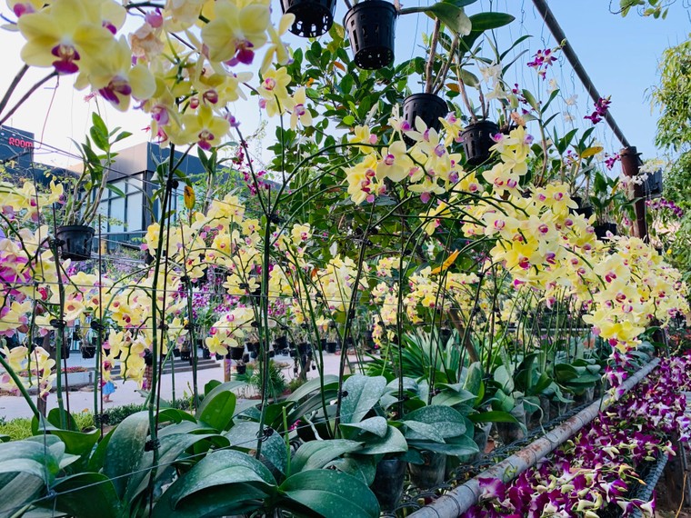 Du khách háo hức check in trước thềm Lễ hội hoa Sầm Sơn ảnh 6