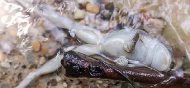 Nhiệt độ nước sông khúc cao nhất là bao nhiêu độ C?